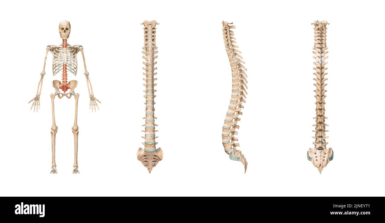 Colonna vertebrale o colonna vertebrale accurata del sistema scheletrico umano o scheletro isolato su sfondo bianco 3D rappresentazione illustrativa. Anteriore, laterale e pos Foto Stock
