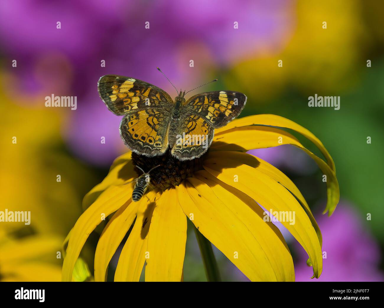 Farfalla della Mezzaluna perla (Phyciodes tharos) che si nutrono di un fiore nero di Susan Eyed (Rudbeckia hirta) Foto Stock