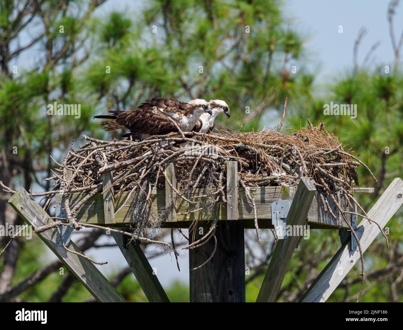 Le due prede arroccate sul nido a Santa Rosa Beach, Florida Foto Stock