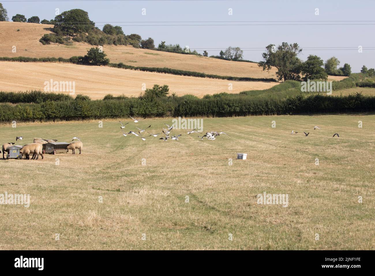 Gabbiani neri più grandi Larus marinus radunano nell'entroterra vicino al fornello in condizioni di siccità gravi Cotswolds Agosto 2022 UKCostwolds UK Foto Stock