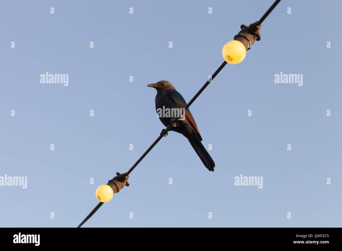 Il culo stellato (Onychognathus morio) è un uccello della famiglia degli Sturnidae, originario dell'Africa orientale, dall'Etiopia all'Africa meridionale. Foto Stock