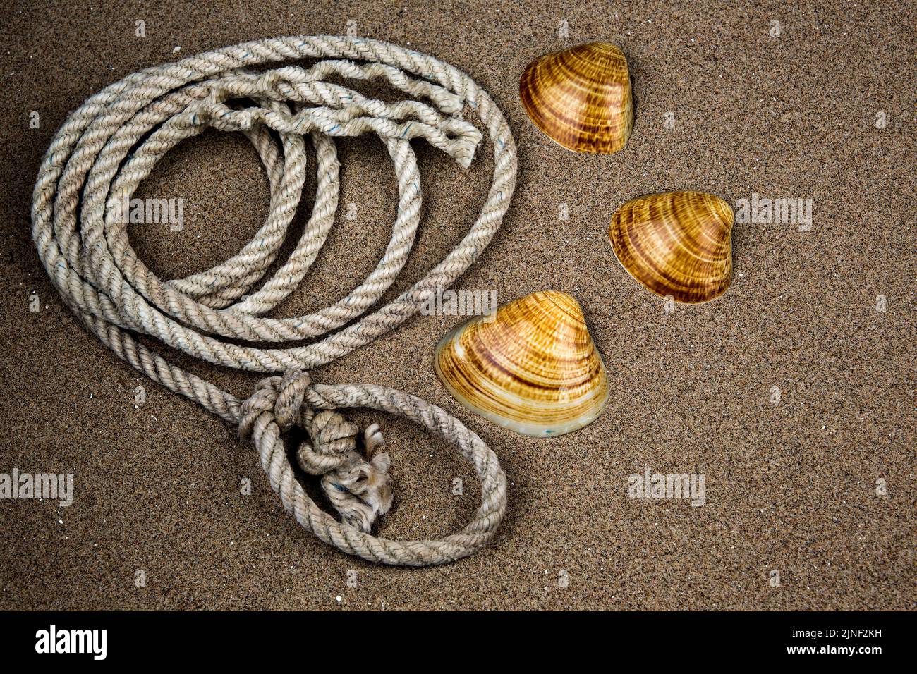 Vecchia serpentina di corda e conchiglie di mare giacenti su una spiaggia di sabbia costiera Foto Stock