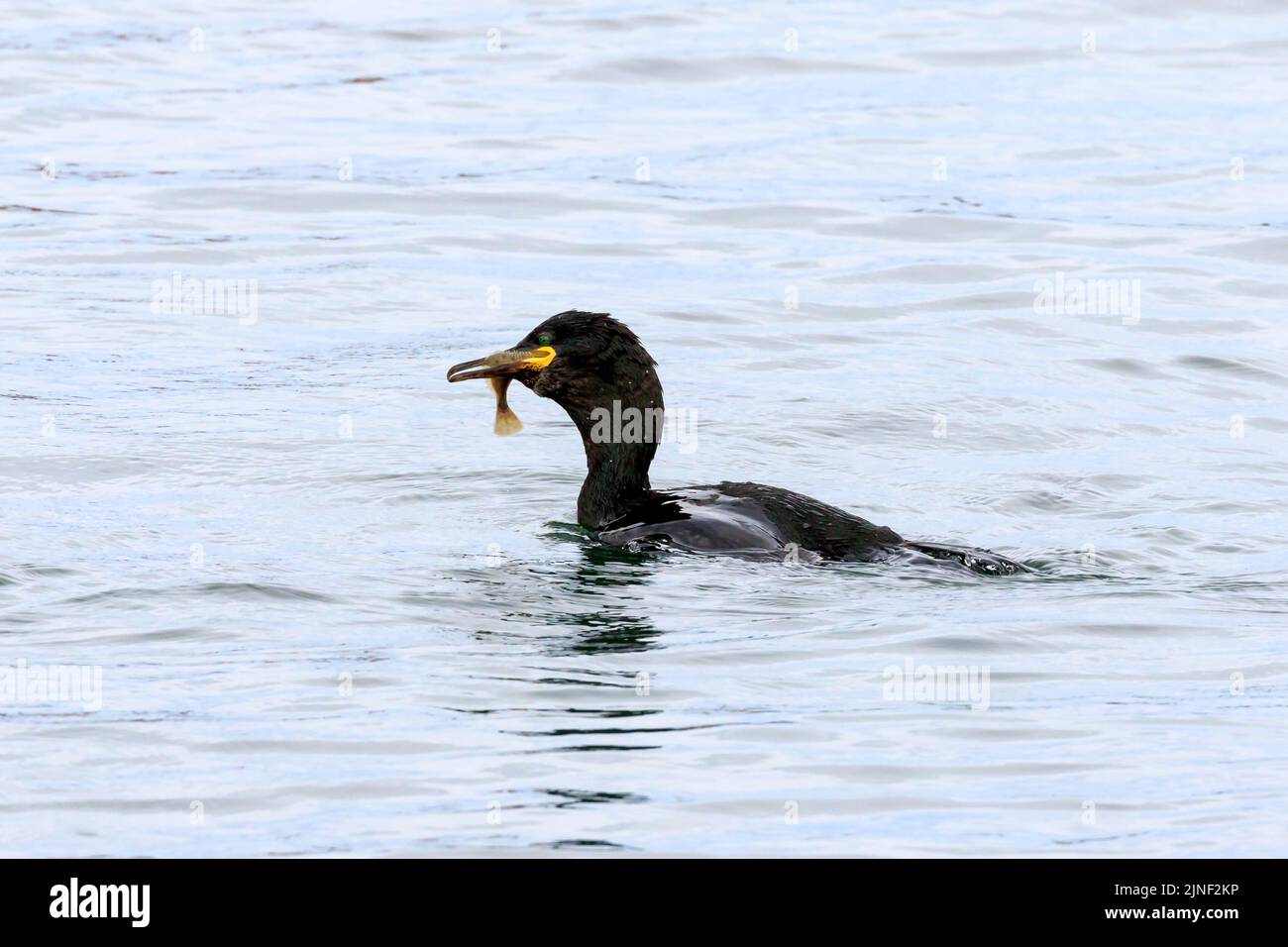 Cormorano unico con un pesce di corte nel suo conto Foto Stock