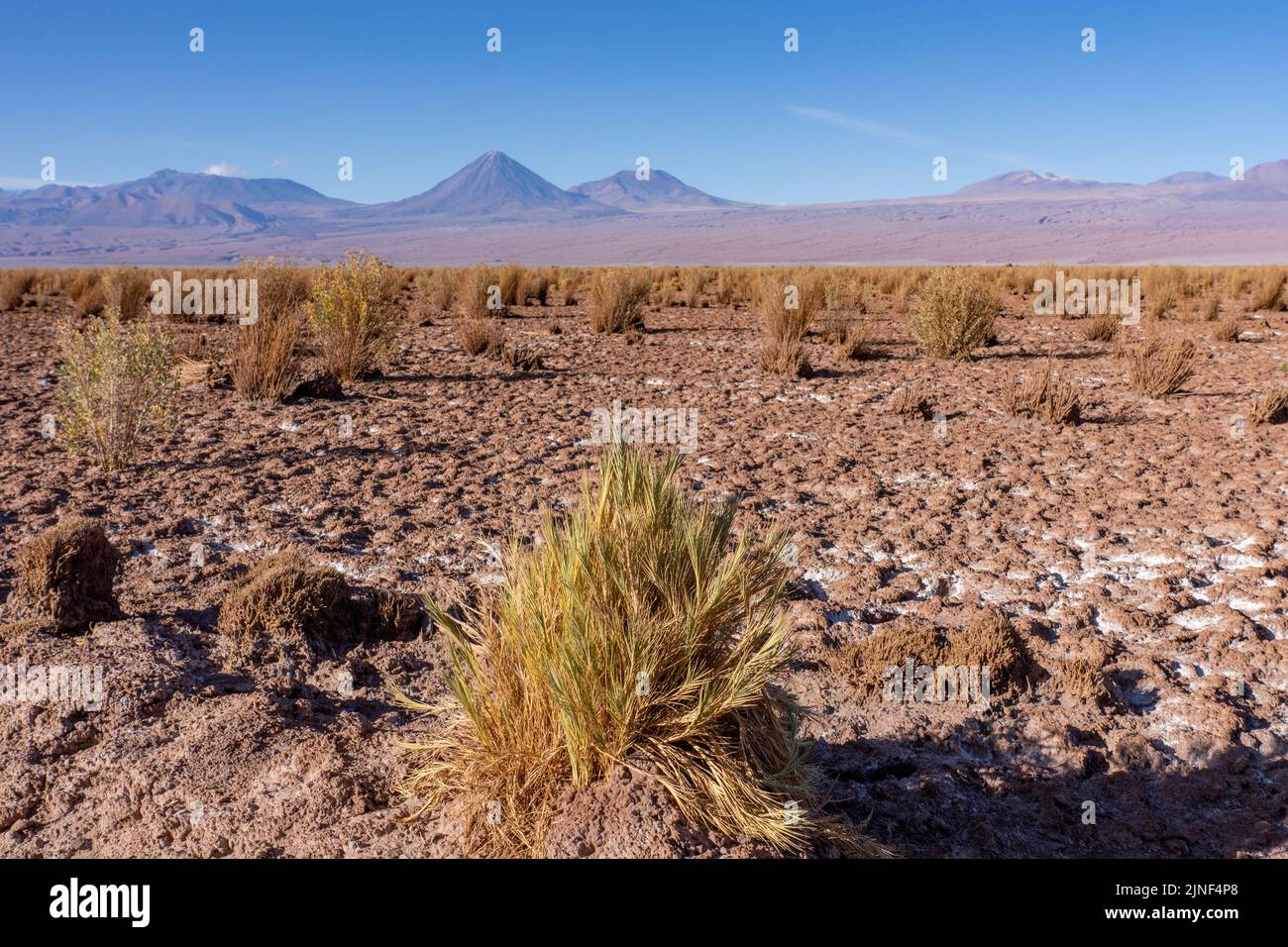 Vegetazione desertica sul Salar de Atacama nel deserto di Atacama con vulcano Licancabur dietro. San Pedro de Atacama, Cile. Foto Stock