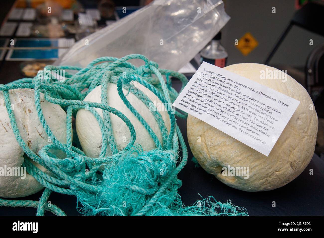 Brisbane, Australia. 11th ago, 2022. Il Queensland Museum mostra l'inquinamento plastico al lancio della National Science Week nel Queen Street Mall di Brisbane il 11 agosto 2022. Esperimenti dal vivo e mostre di esemplari museali sono state eseguite nel Queen Street Mall di Brisbane per il lancio della National Science Week. La National Science Week è stata fondata nel 1997 per riconoscere il contributo degli scienziati e della tecnologia australiani. (Foto di Joshua Prieto/Sipa USA) Credit: Sipa USA/Alamy Live News Foto Stock
