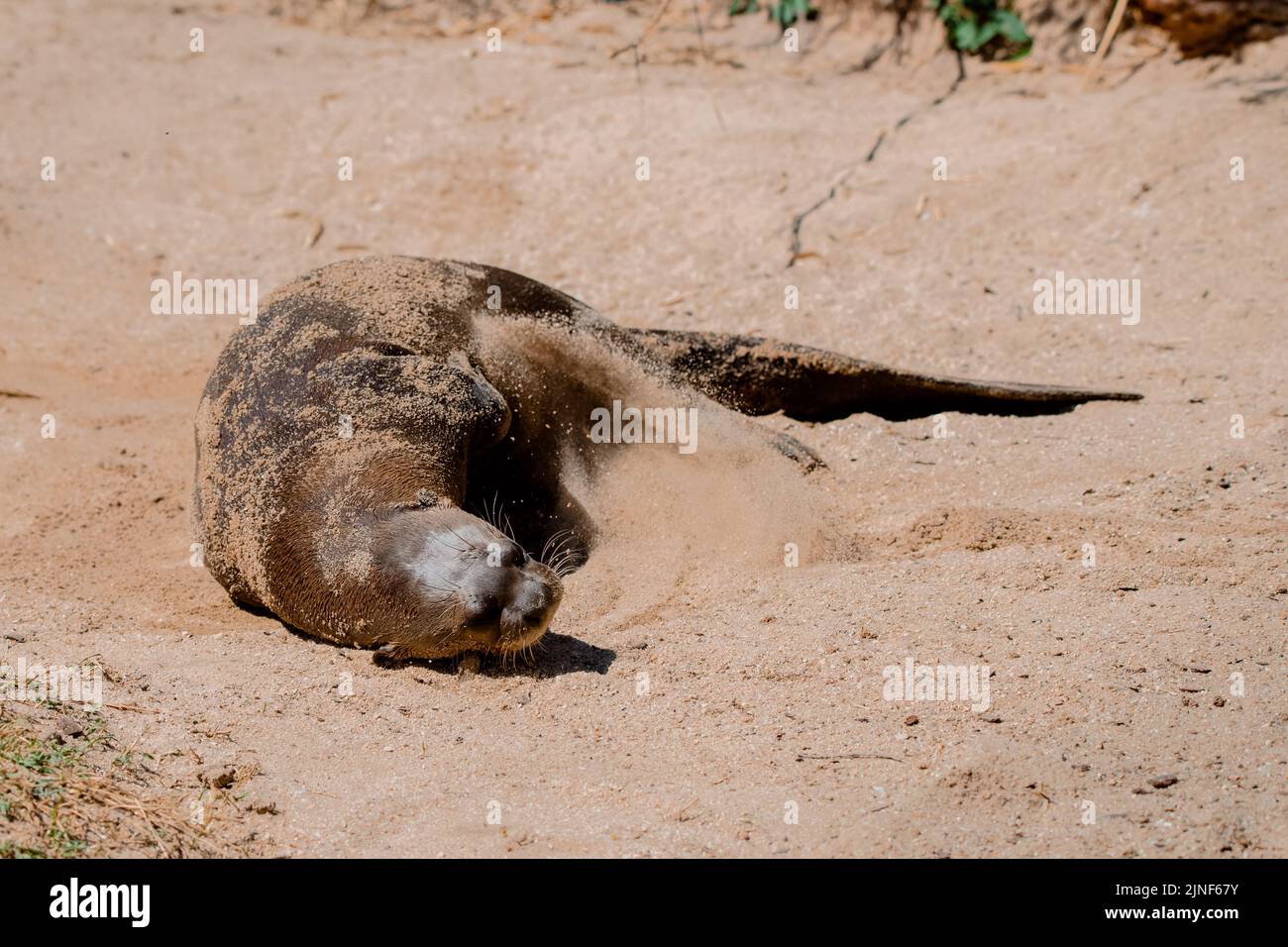 Ritratto a corpo pieno di una lontra gigante che wowlowing sulla sabbia in estate Foto Stock