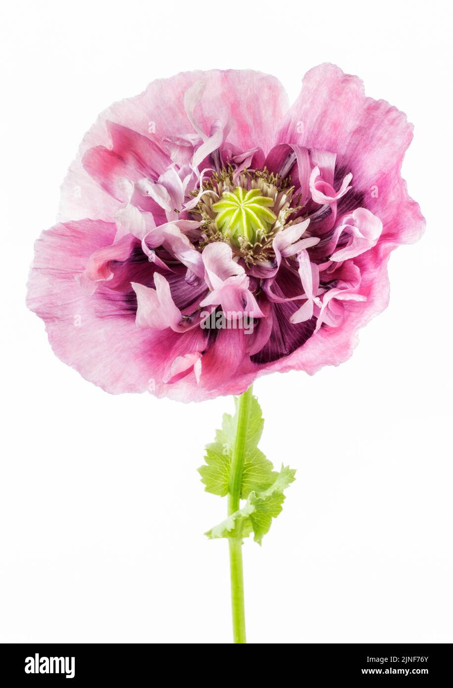 Rosa doppio Poppy primo piano su sfondo bianco Foto Stock