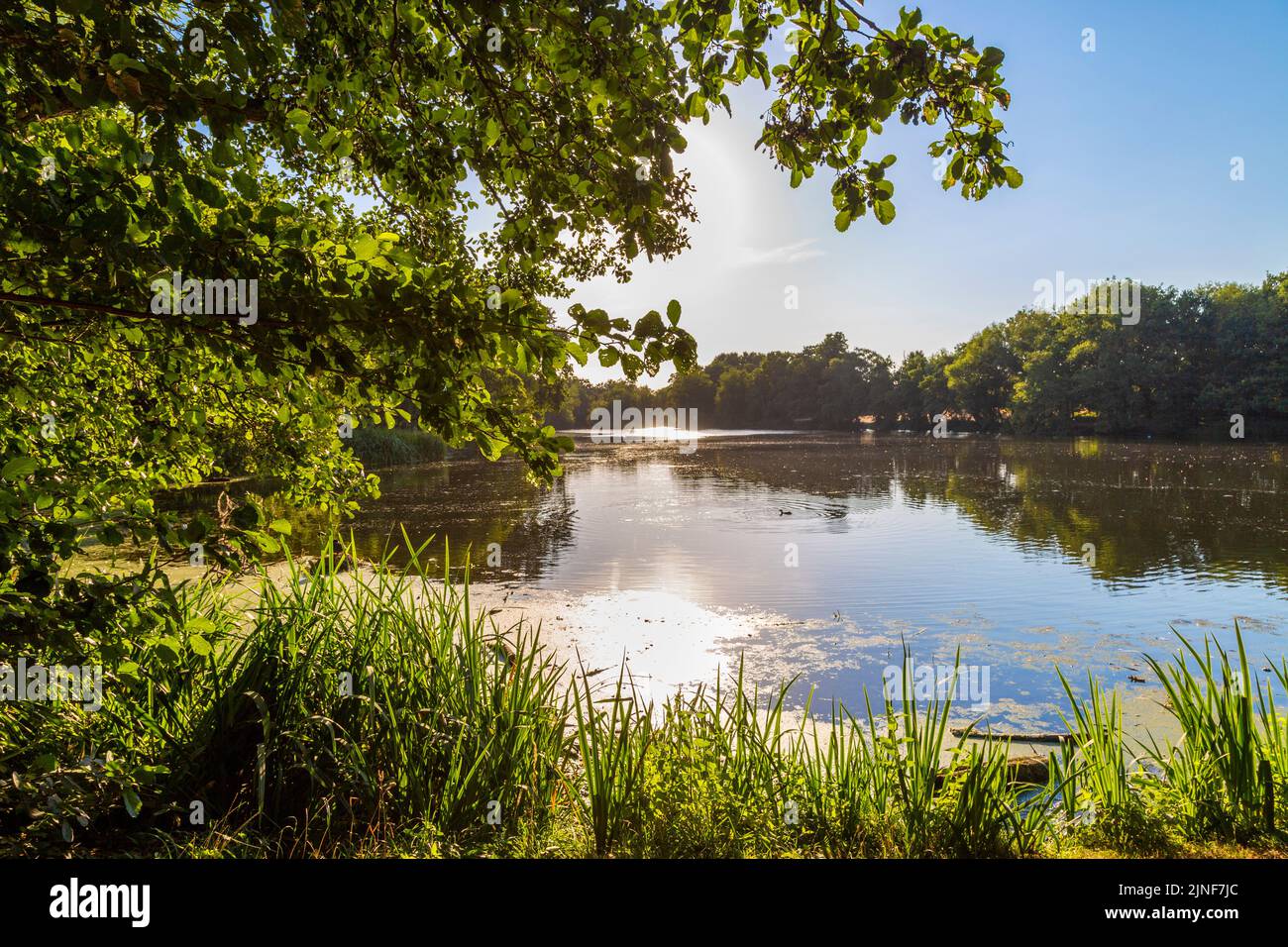 Vista di Perch Pond a Wanstead Park, Redbridge, Londra, Regno Unito Foto Stock