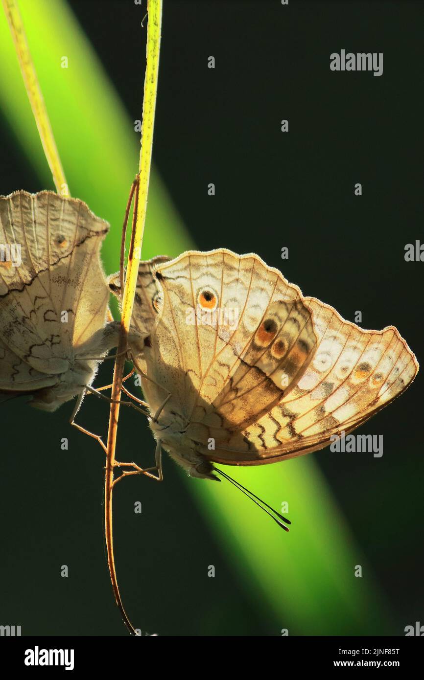 farfalla di pansy grigia (atlites di junonia) accoppiamento in foresta tropicale, stagione estiva di allevamento farfalla dell'india Foto Stock