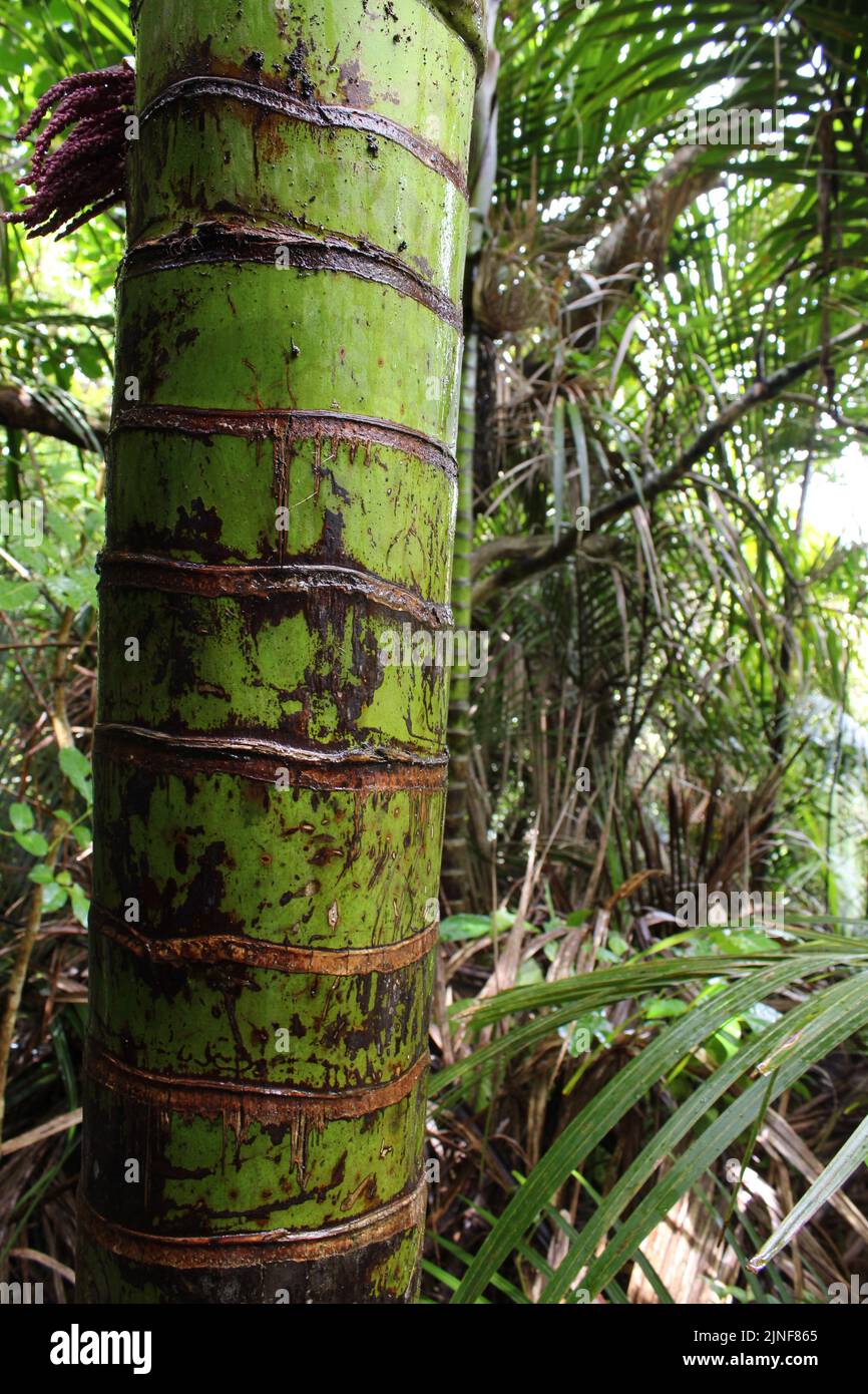 New Zealand Tree Trunk in Forest Foto Stock