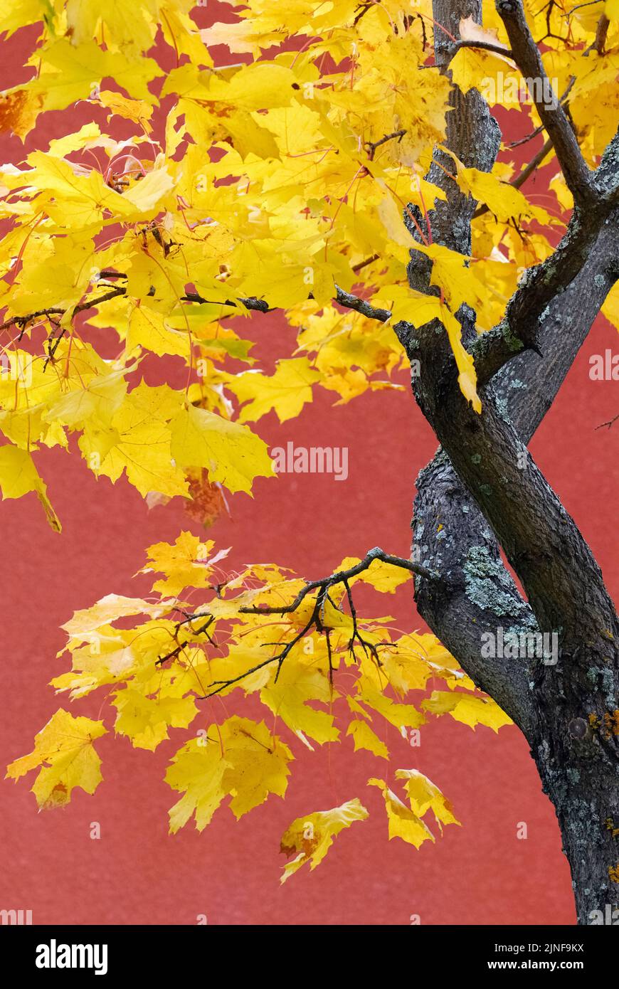 Foglie di acero (Acer platanoides) in vivaci colori autunnali. Albero ornamentale contro le pareti rosse sfocate di un edificio. Foto Stock