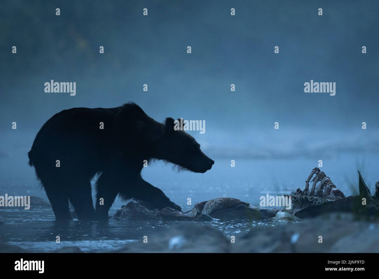 Un orso bruno (Ursus arctos) che mangia un cervo rosso cacciato (Cervus elaphus). Bieszczady, Carpazi, Polonia. Foto Stock