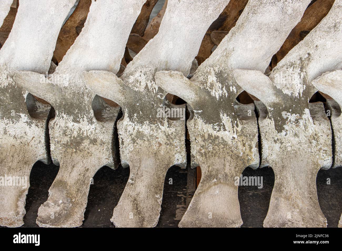 Vista ravvicinata della colonna vertebrale con le vertebre di una balena Foto Stock