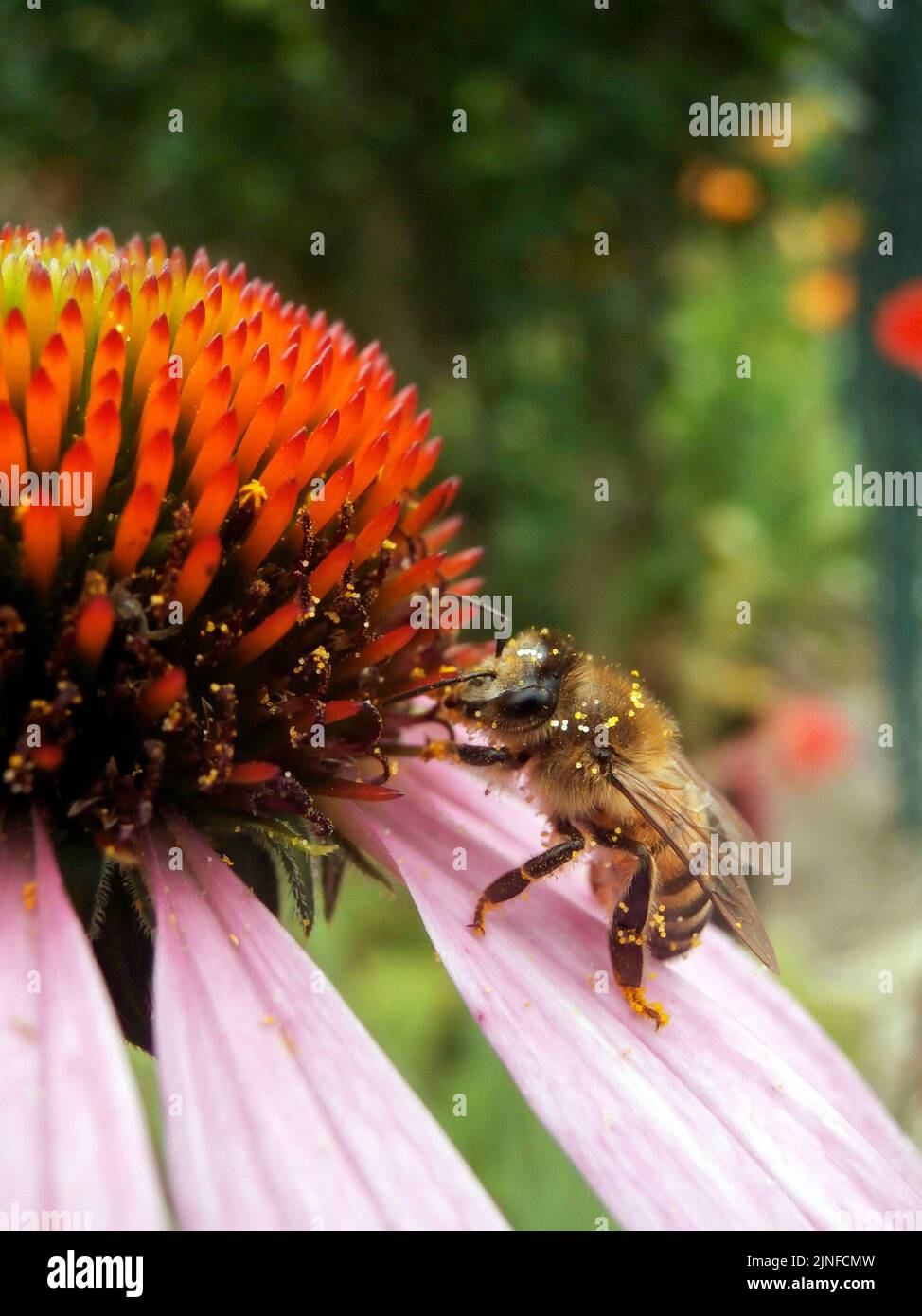 Echinacea purpurea fiorita con ape Foto Stock