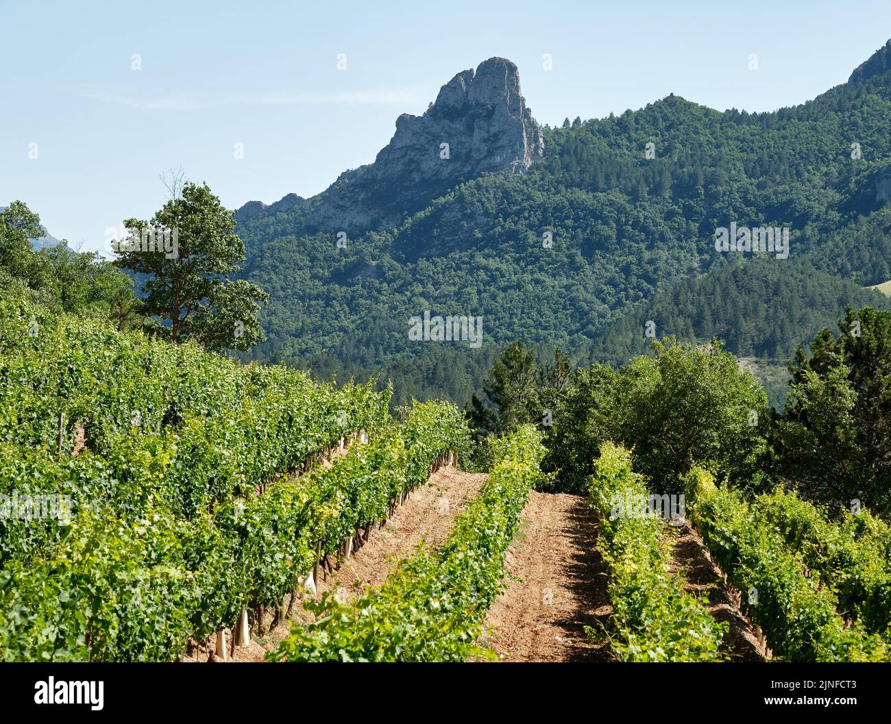 Un vigneto di uve Clairette sul versante nord della Valle di Roanne vicino a St-Benoit-en-Diois. Il picco dietro è l'Aiguille (l'ago) Foto Stock