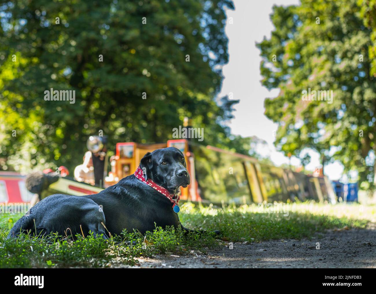 Stourbridge, Regno Unito. 11th agosto, 2022. Meteo britannico: Con le temperature che oscillano verso il cielo, quelle intelligenti tra noi si dirigono verso l'ombra! Max, il labrador nero, colpisce l'ombra di un grande albero lungo il canale, mentre il suo proprietario prepara la colazione a bordo della sua casa vacanze estiva - entrambi godendo la loro staycation estiva nel tempo glorioso attuale del Regno Unito. Credit: Lee Hudson/Alamy Live News Foto Stock