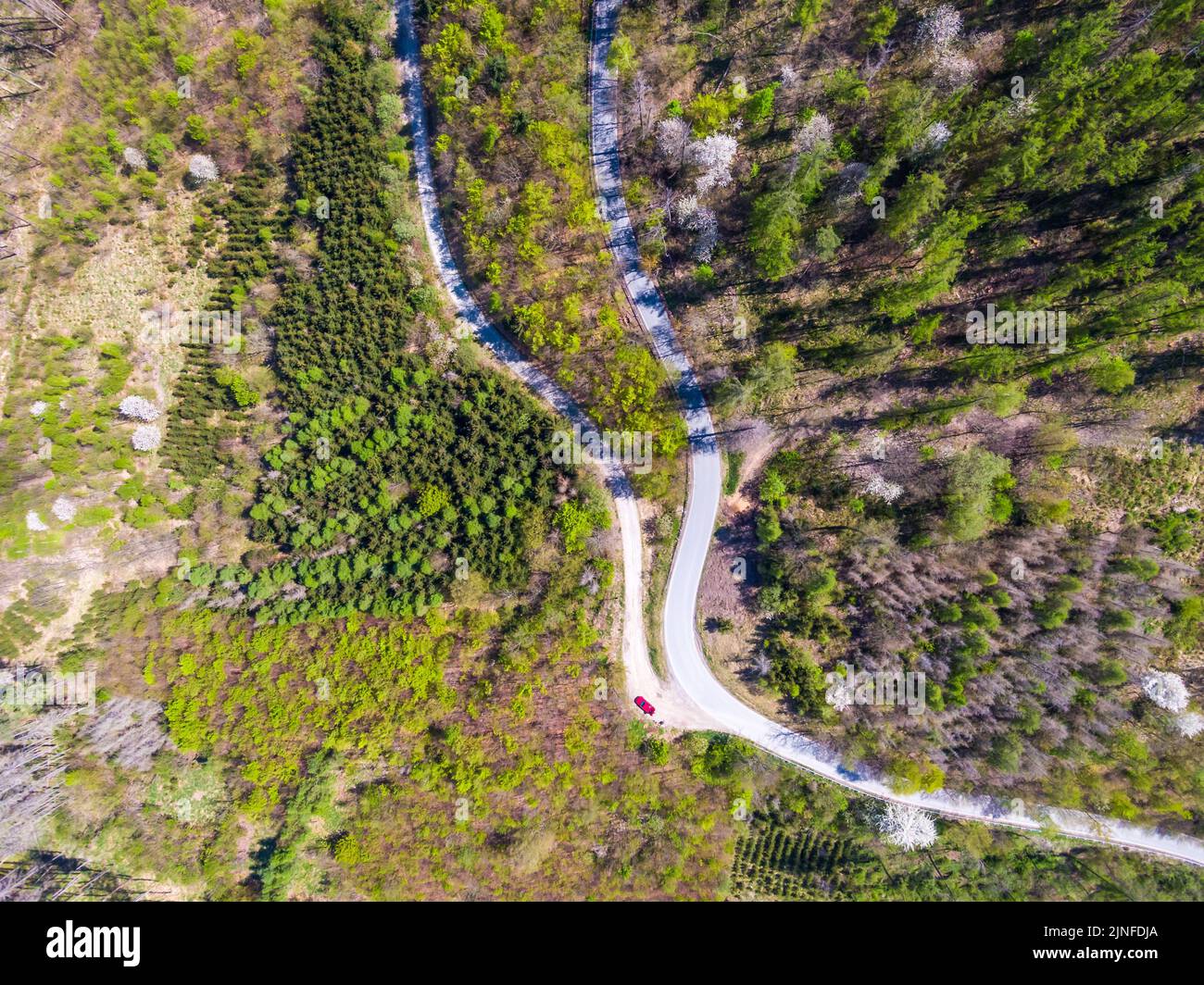Vista aerea dall'alto verso il basso del drone della strada curva nella foresta. Foto Stock