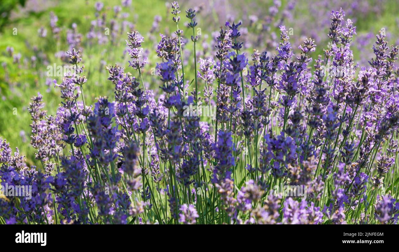 Le api da miele stanno lavorando sul campo crescente dei fiori della lavanda. - Tele Static shot - Noszvaj, Ungheria Foto Stock