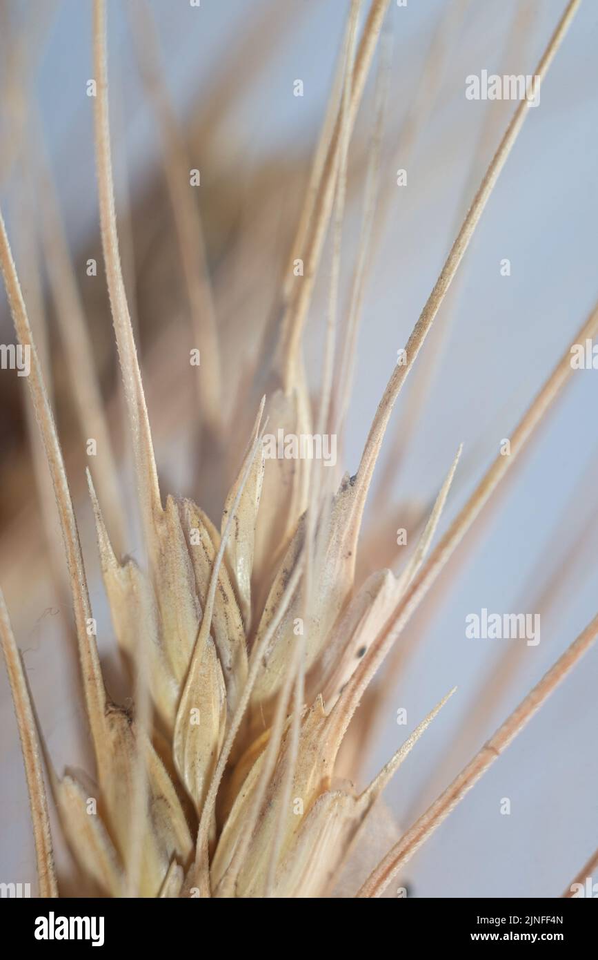 macro foto di un orecchio di grano. Foto Stock