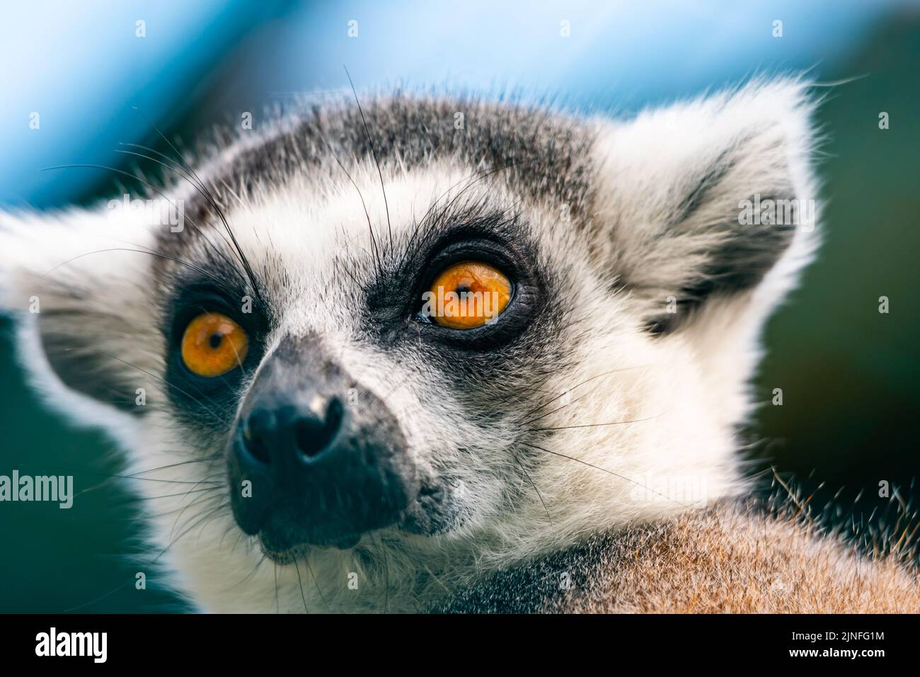 Animale di catta del lemur, particolare della testa. Mammifero che vive naturalmente in Madagascar. Foto Stock