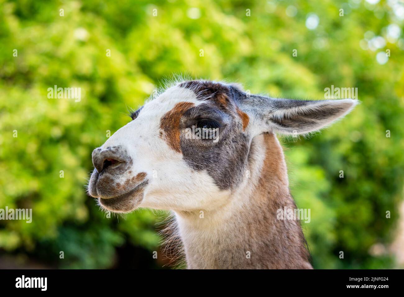 Animale lama (nome latino lama guanicoe F. glama), particolare della testa dell'animale. Foto Stock