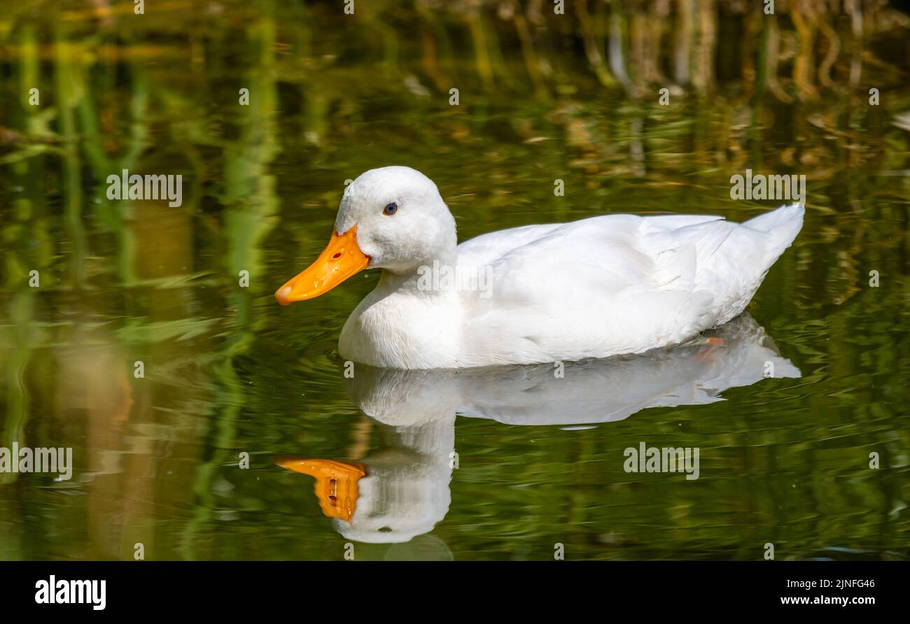 L'anatra bianca (nome latino Anas platyrhynchos) sullo stagno d'acqua. Foto Stock