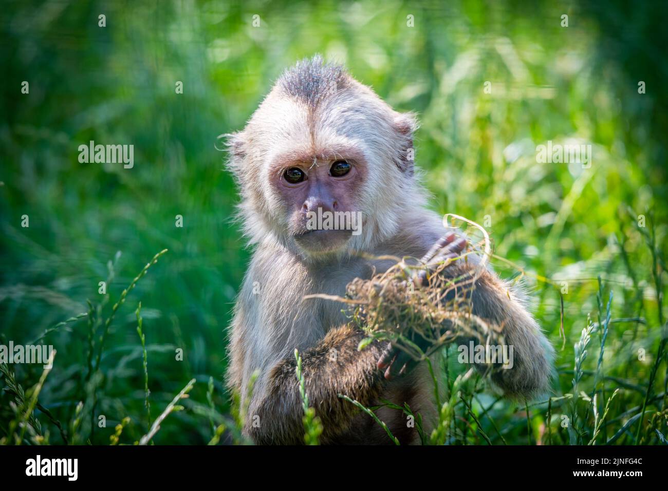 Piangendo cappuccino primate (nome latino Cebus olivaceus) con il cibo è in piedi sull'erba. Foto Stock