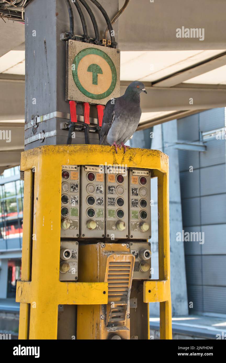 L'immagine mostra un piccione su un vecchio armadio di controllo su una piattaforma alla stazione centrale di Augusta Foto Stock