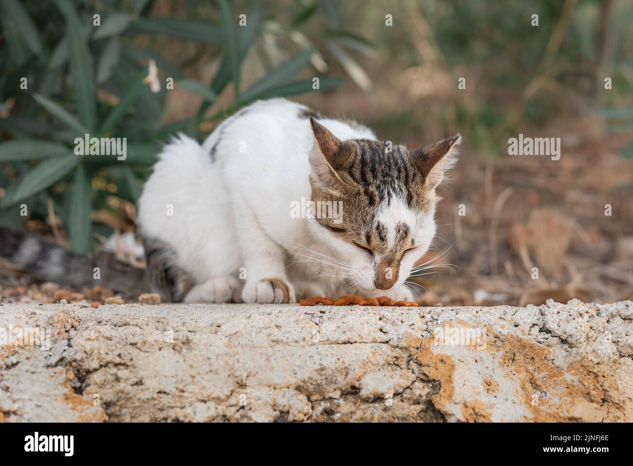 Il gatto senza casa mangia cibo per strada. Aiutare gli animali senza tetto. Foto Stock