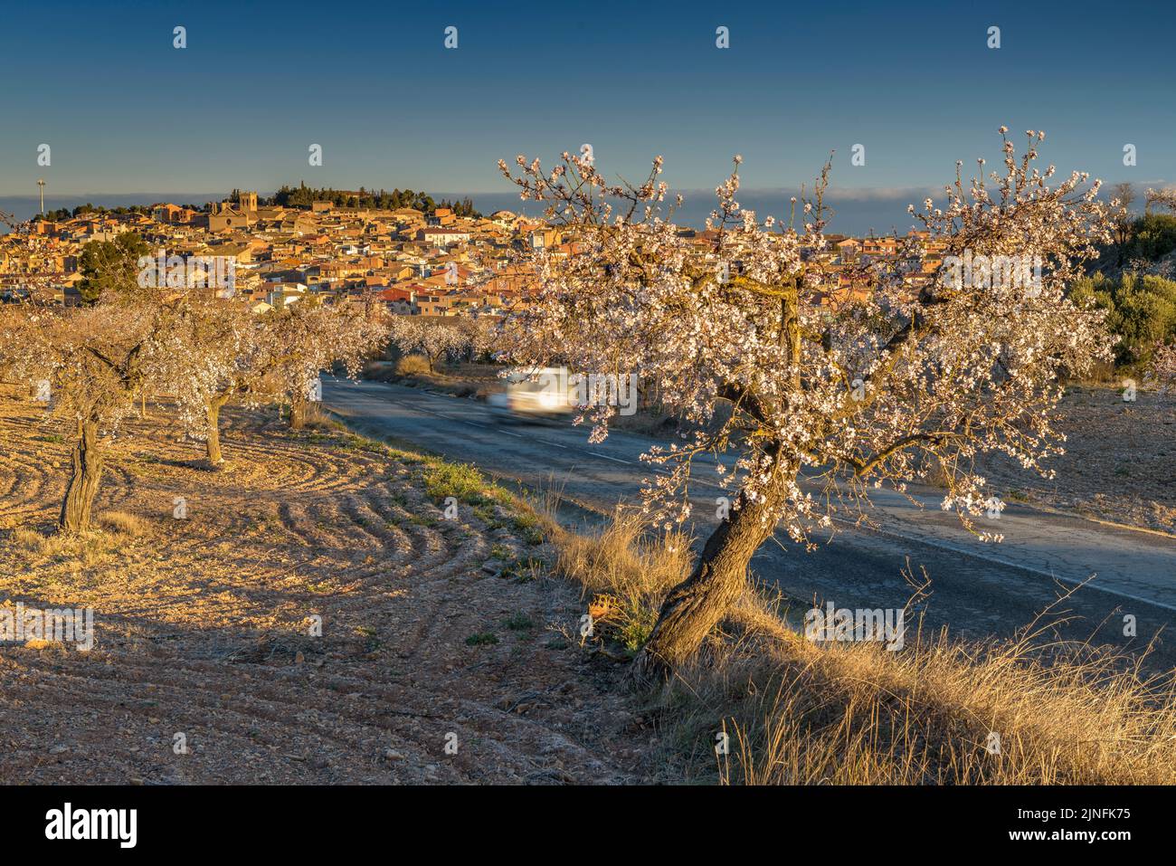 Alba su campi di mandorli fiorendo intorno alla città di arbeca (Les Garrigues, Lleida, Catalogna, Spagna) ESP: Amanecer en almendros de arbeca Foto Stock