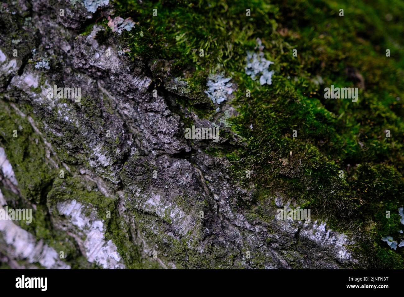 corteccia sfondo verde con muschio sulla corteccia Foto Stock