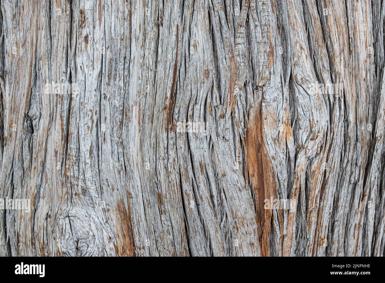 La superficie esterna della corteccia textures Foto Stock