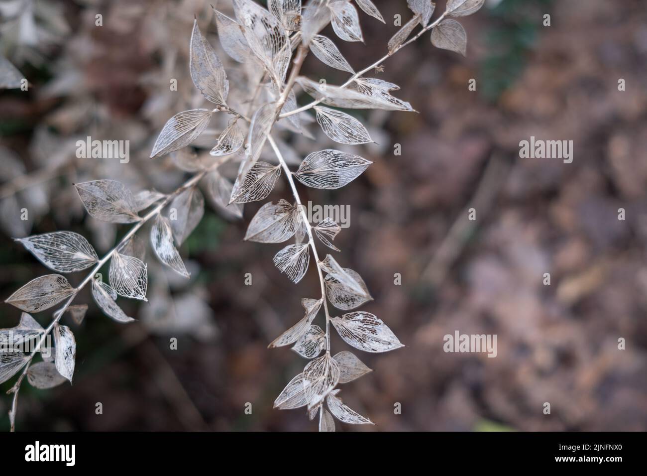 Bellissimi rami secchi di Ruscus hypoglossum. Vista orizzontale. Foto Stock
