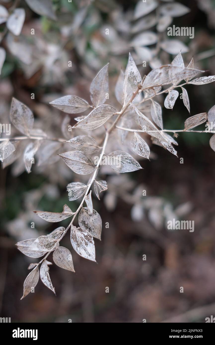 Rami secchi di Ruscus hypoglossum. Foto Stock