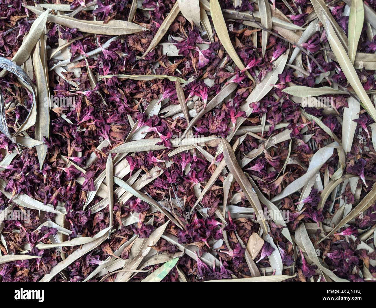 Fiori di oleandro e foglie essiccate Foto Stock
