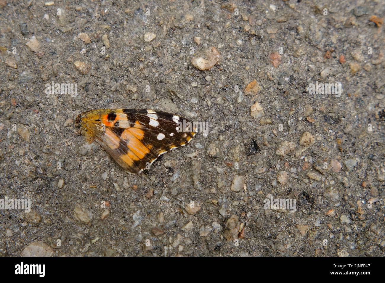 Foto di una farfalla che è morta perché è stata scesa da un automobilista su una strada asfaltata Foto Stock