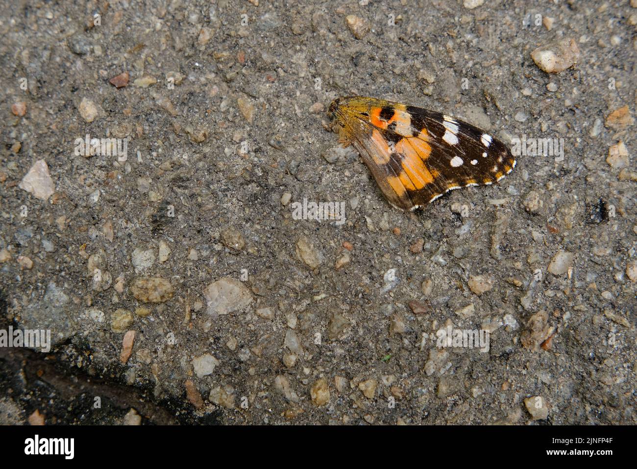 Foto di una farfalla che è morta perché è stata scesa da un automobilista su una strada asfaltata Foto Stock