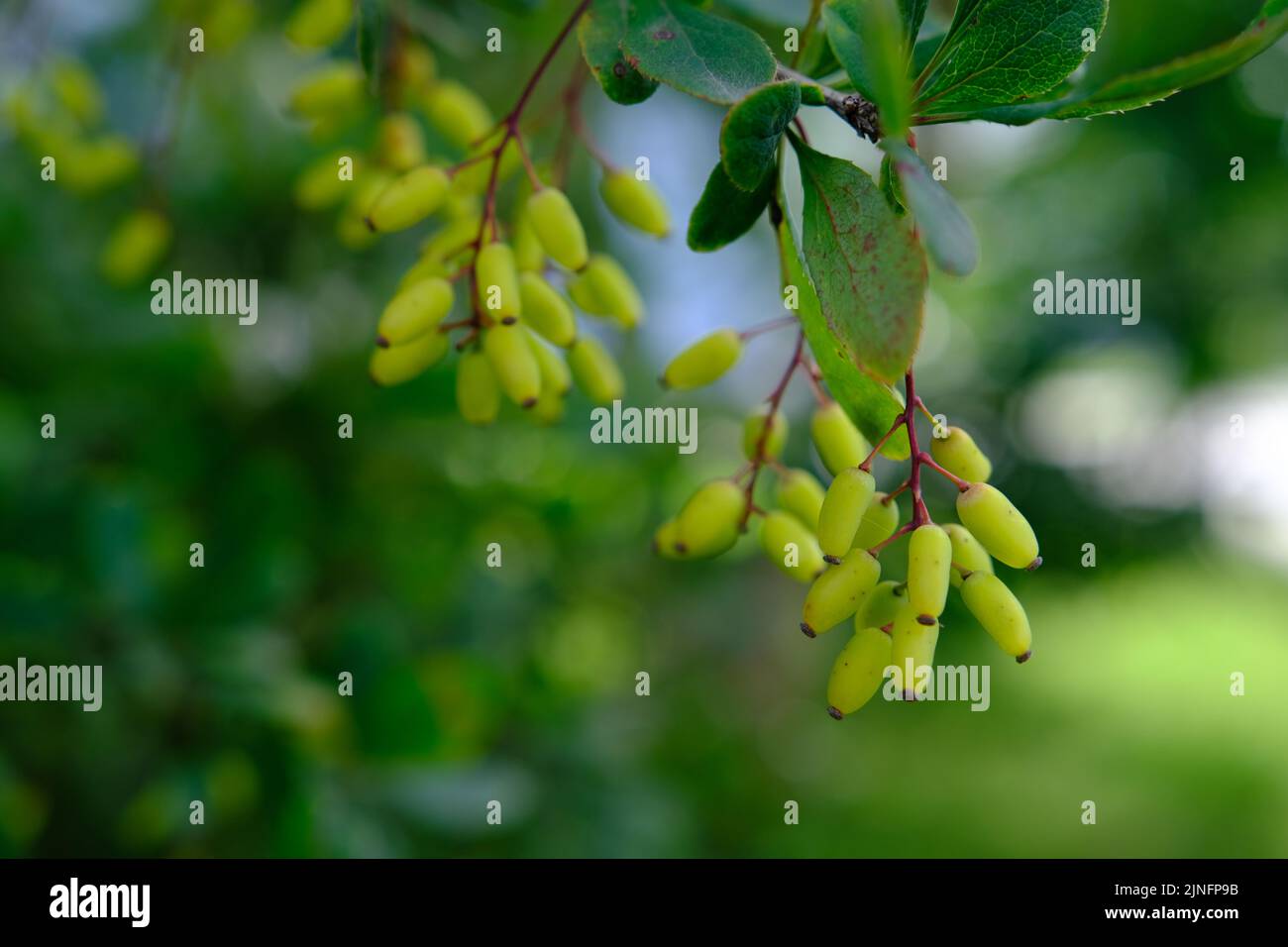 Cespuglio di barberry in primavera con foglie verdi fresche e piccoli fiori gialli. Rami di cespugli con foglie giovani. Immagine di sfondo. Berberis Foto Stock