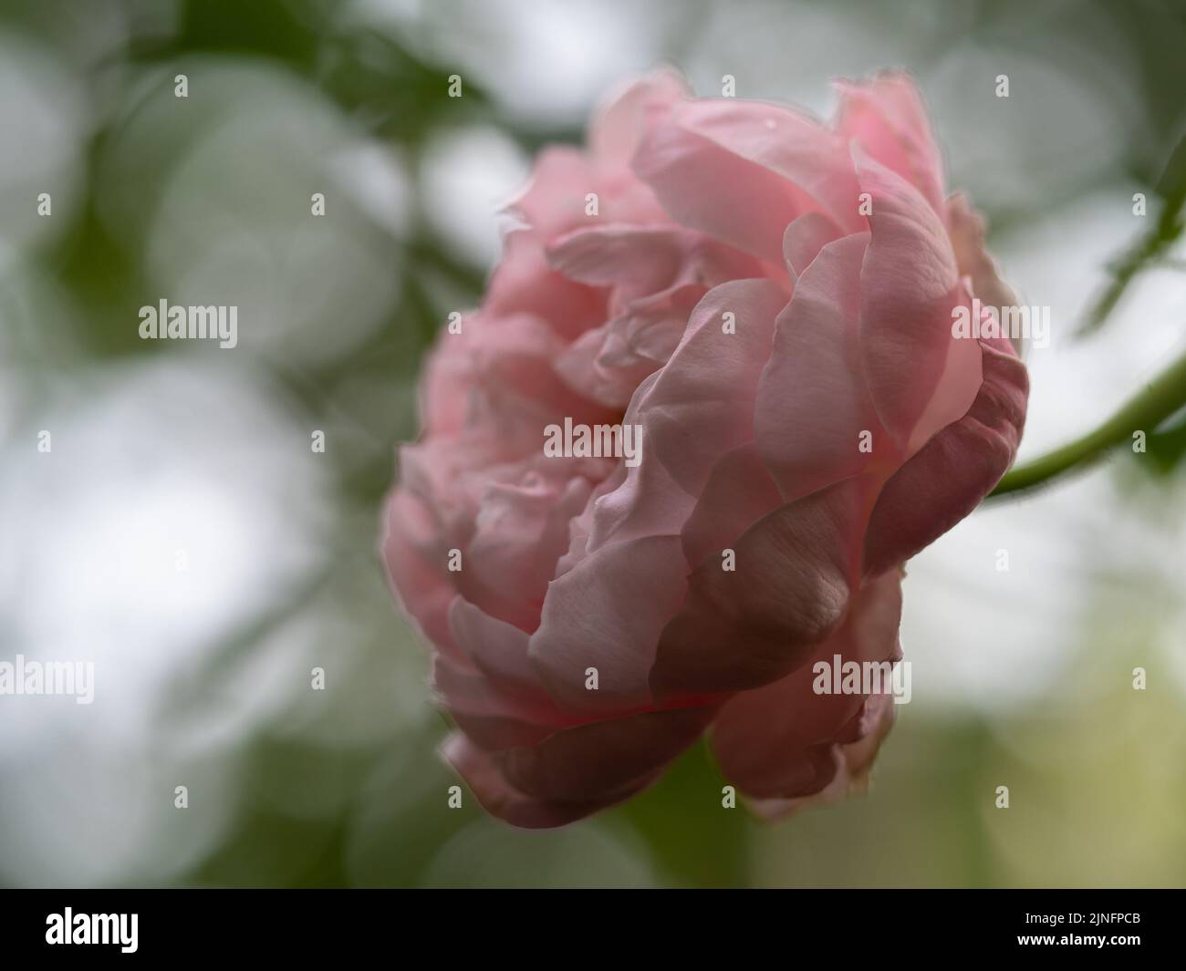 Forma e colori della rosa Plume che fiorisce Foto Stock