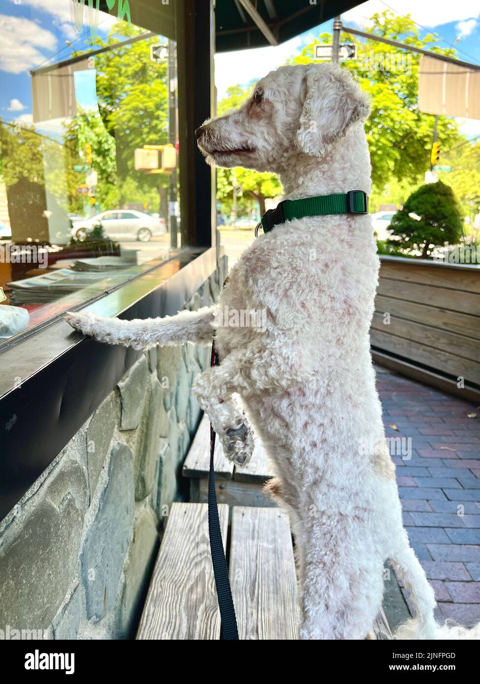 Doggie che guarda in una caffetteria per il suo maestro, acquistando un drink in una giornata estiva nel quartiere Park Slope di Brooklyn, New York. Foto Stock