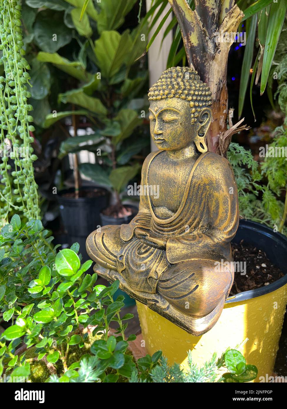 Buddha seduto, all'aperto tra le piante, Brooklyn, New York. Foto Stock