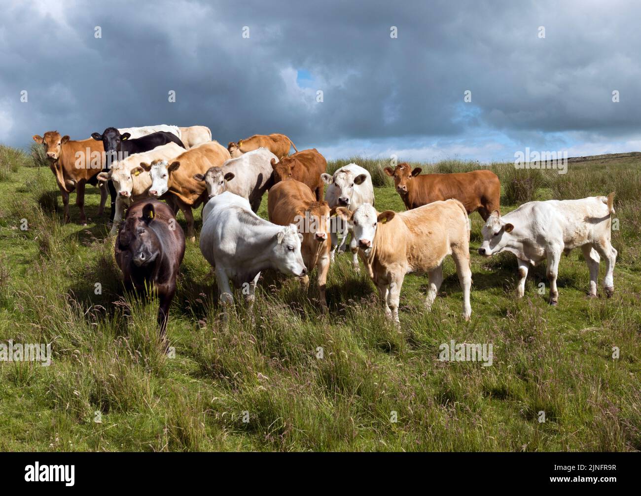 Bestiame bovino pascolo in un campo vicino Settle, North Yorkshire, UK Foto Stock