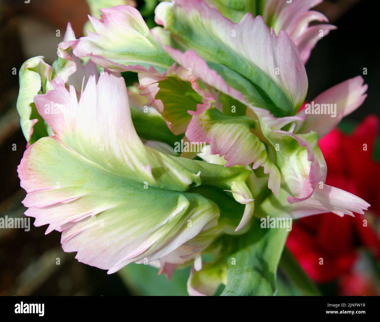 Tulipa 'Green Wave' pappagallo tulipano lavanda petali rosa arrossati di verde Foto Stock