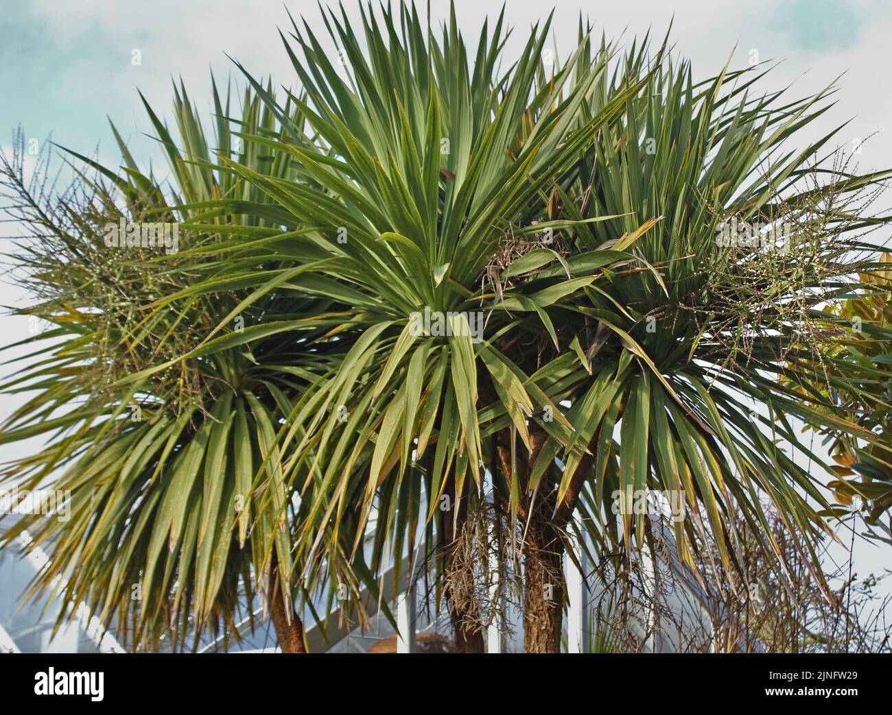 Cordyline australis (palma di Torbay) albero maturo con tronchi multipli, grappoli di frutta e di spada come foglie Foto Stock