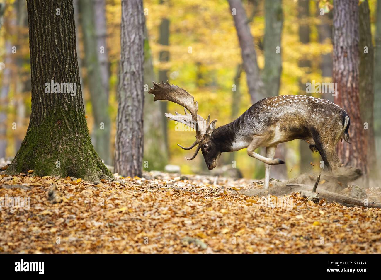 Il territorio di marcatura dei daini in autunno nella foresta colorata Foto Stock