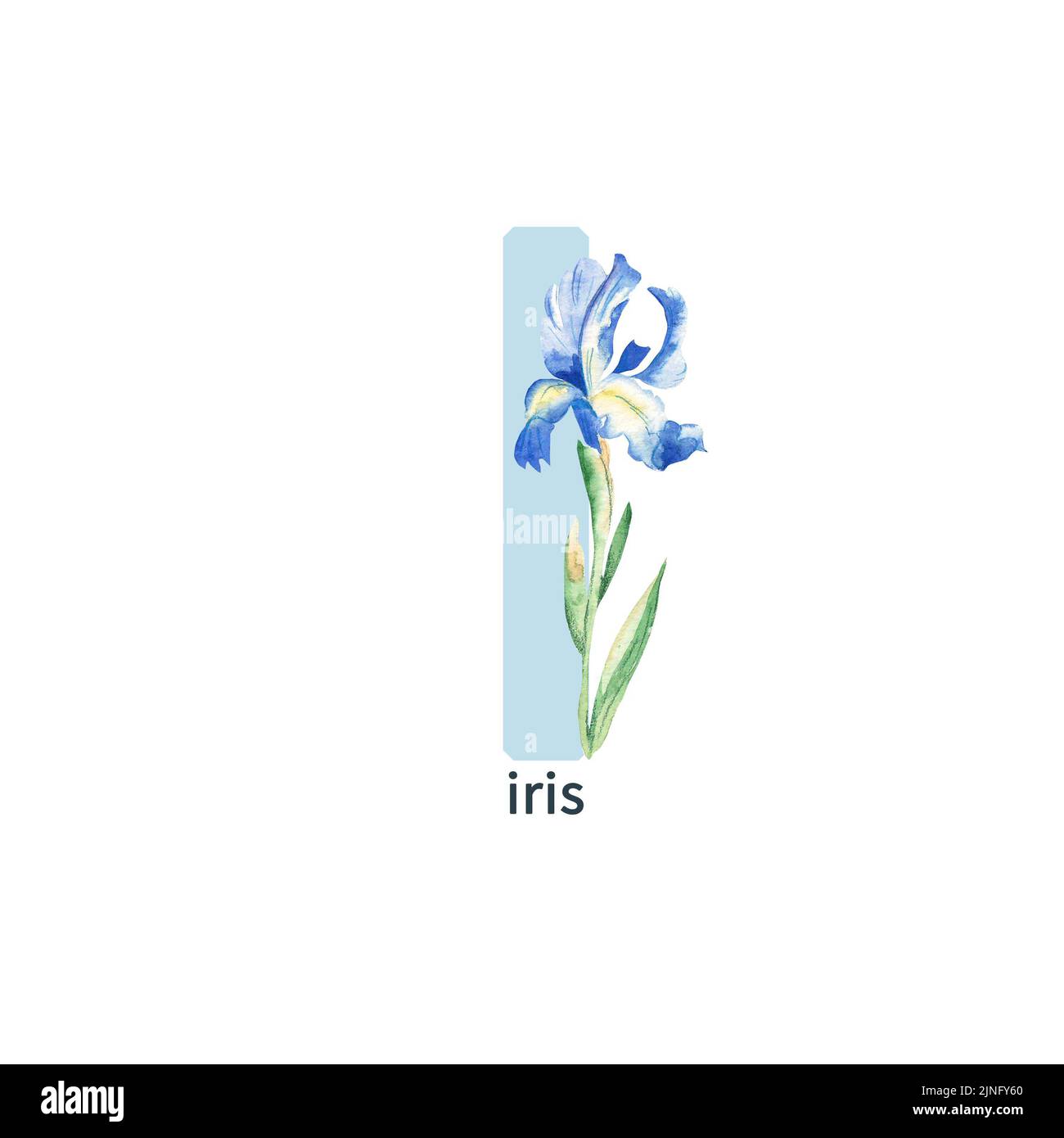 Lettera i, iride blu, fiore ABC alfabeto. Illustrazione acquerello isolata su sfondo bianco. Foto Stock