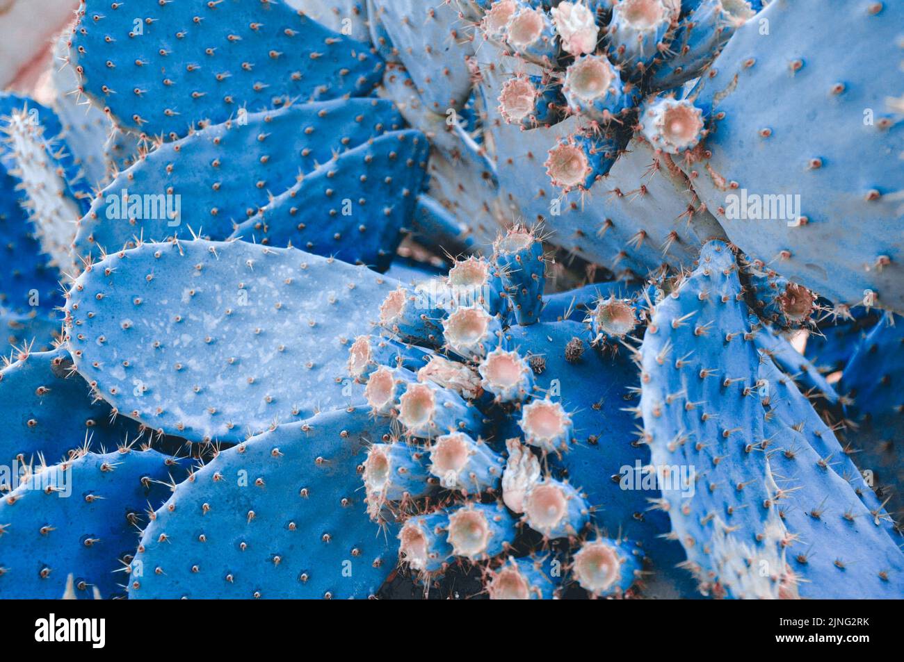 Cactus di colore blu moda. Primo piano trendy di piante di cactus tropicali. Concetto di arte. Stile creativo e alla moda. Dolce umore estivo al neon cactus. Surrealismo Foto Stock