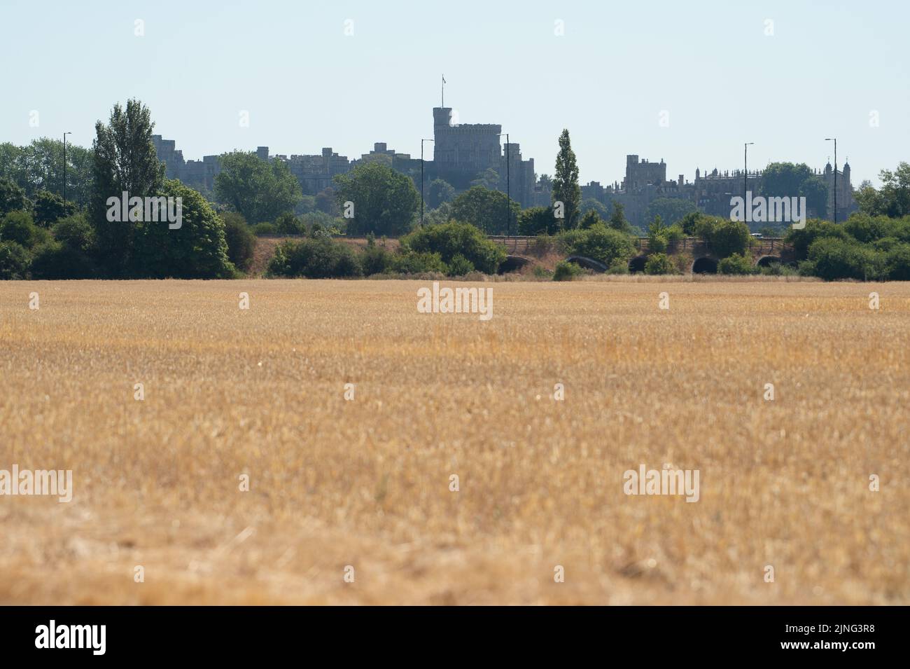 Eton, Windsor, Berkshire, Regno Unito. 11th agosto, 2022. Stoppia di grano in un campo di Eton con vista verso il Castello di Windsor. Man mano che il terreno diventa più asciutto, il rischio di incendi in tutta l'Inghilterra è aumentato notevolmente. L’Agenzia per la sicurezza sanitaria del Regno Unito ha emesso un allarme sanitario a partire da oggi fino a sabato, quando un’altra ondata di caldo si ripresenta. Credit: Maureen McLean/Alamy Live News Foto Stock