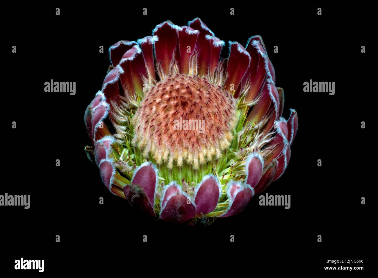 Fiori, Protea, Protea sheila. Foto Stock