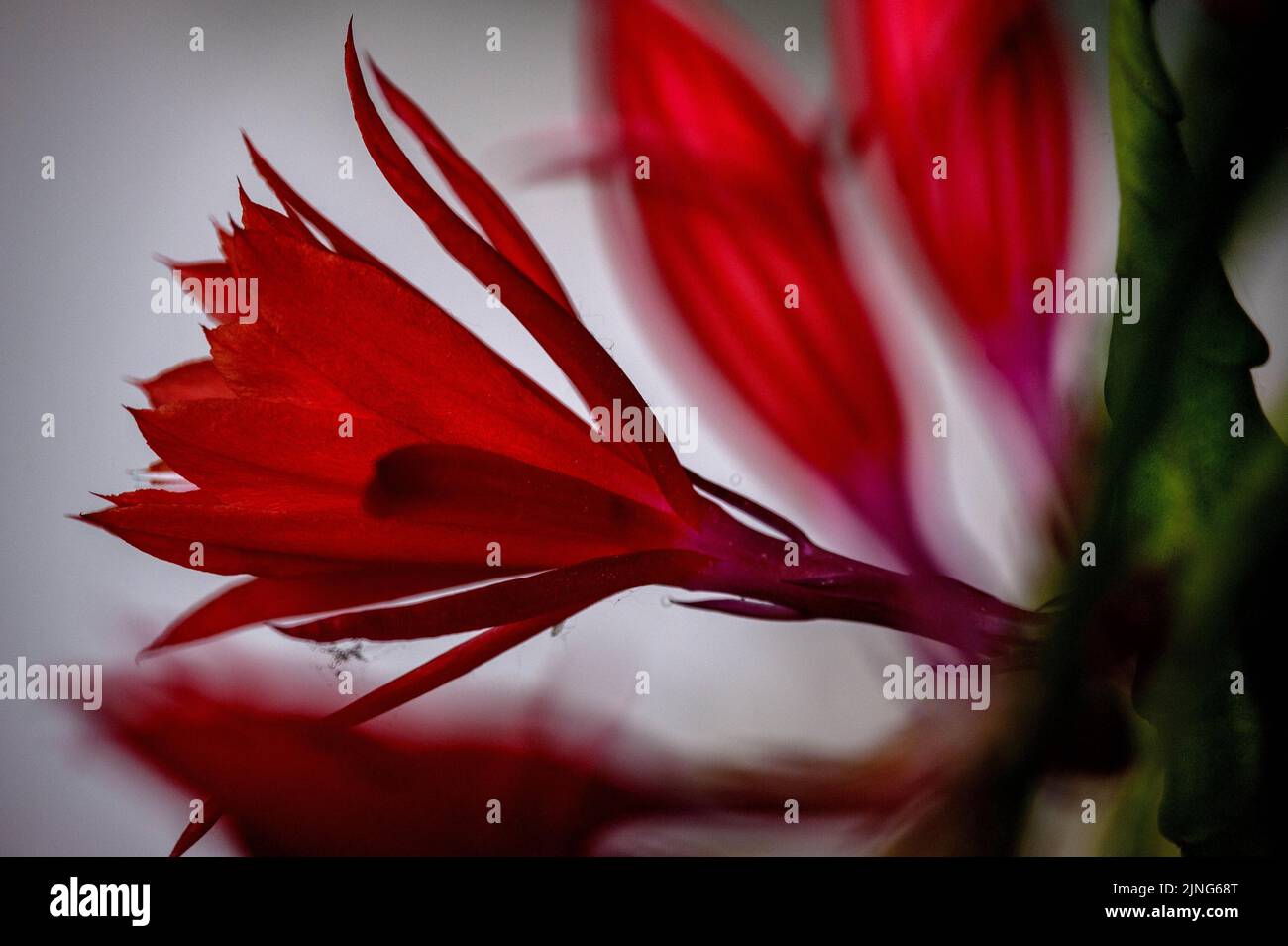 Fiori, Epiphyllum. Foto Stock